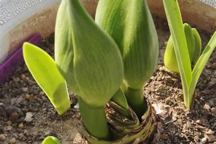 种植大豆需要用什么肥？