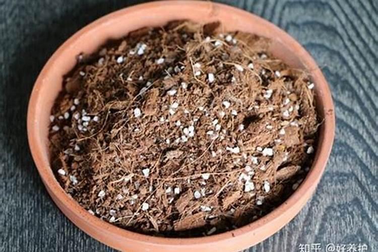 ...树枝看上去已经干了。请问这是怎么回事,还能救吗,是...