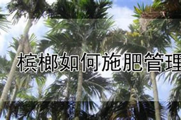 槟榔施什么钾肥才能达到高产