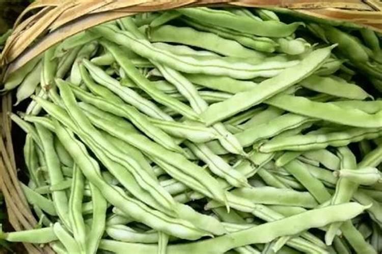 四季豆浇水的正确方法