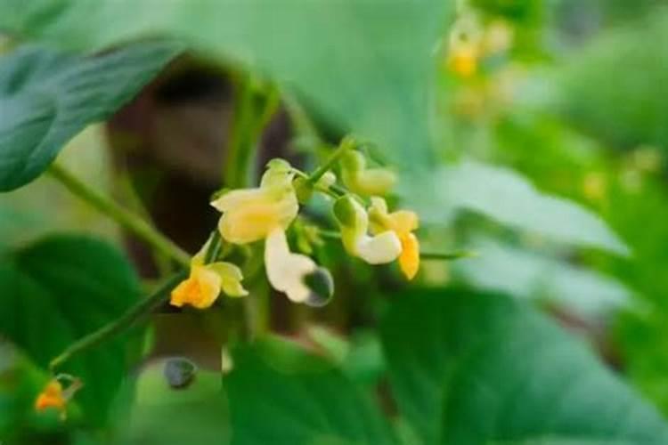 请问老师四季豆施什么肥料比较好谢谢
