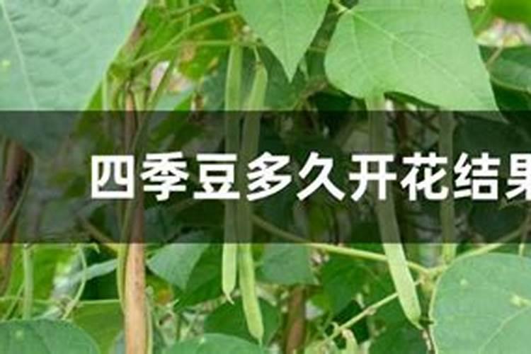 四季豆结荚期施什么肥