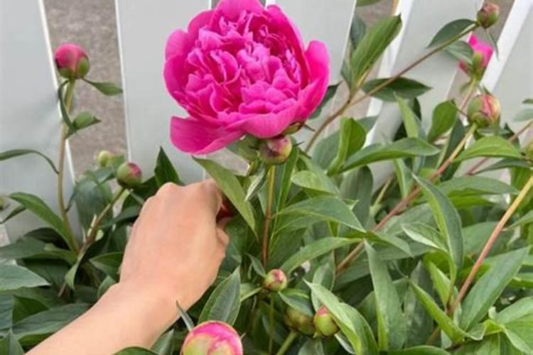 芍药花可施叶面肥吗？