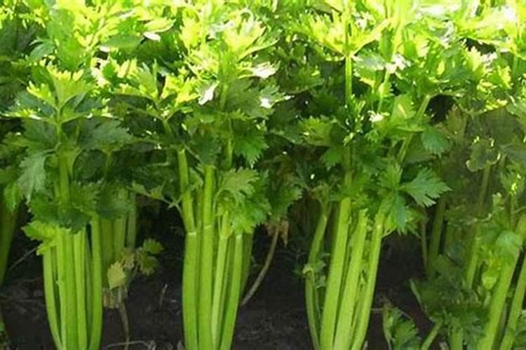 芹菜浇水冲施什么肥料