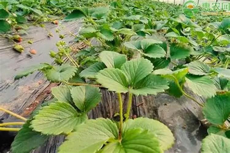 钾肥怎么使用效果最佳