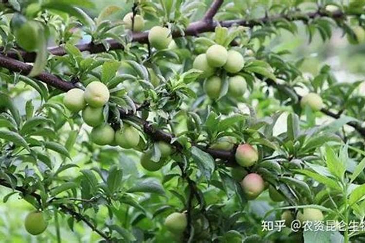 种植板兰根用磷酸二氢钾的用法与用量