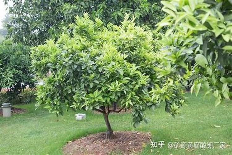 土壤改良剂属于化肥吗