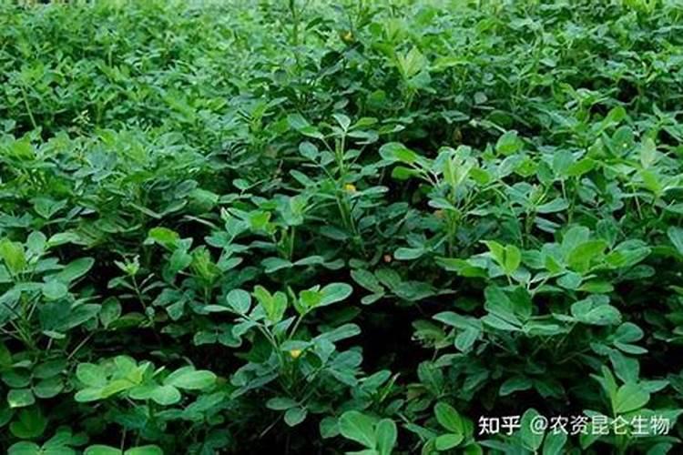 植物缺素症图谱 植物缺素症图谱最全