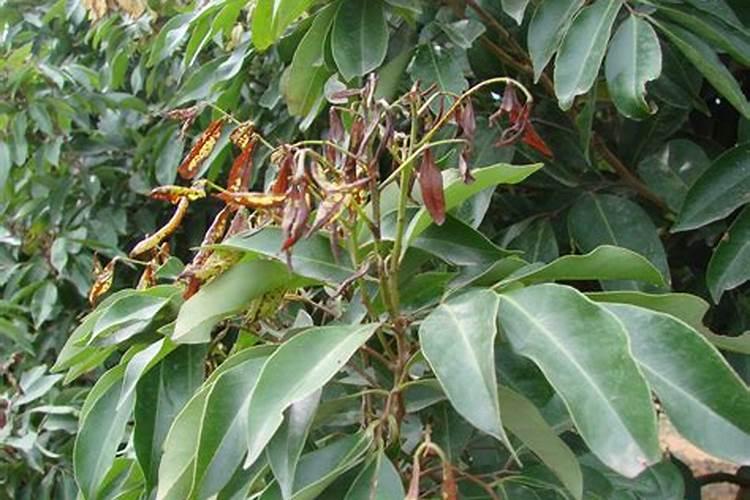 荔枝树苗种植方法 荔枝树苗如何种植