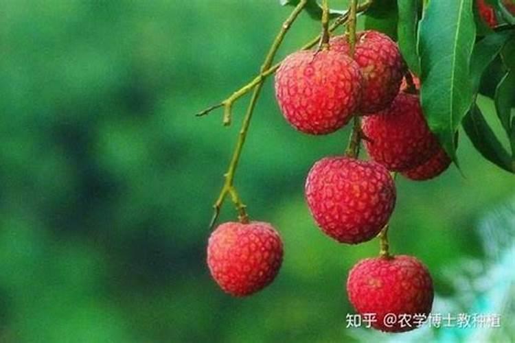 荔枝种植时间和方法