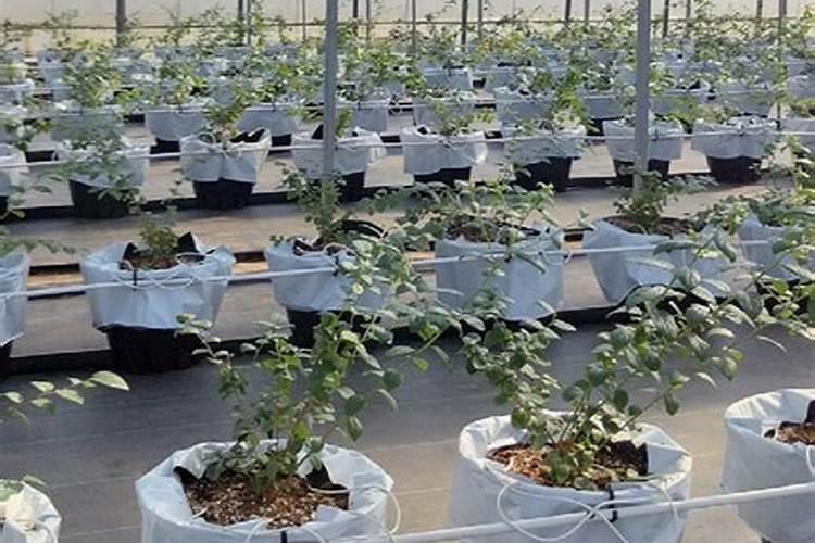 膨果一1号叶面肥正确使用方法