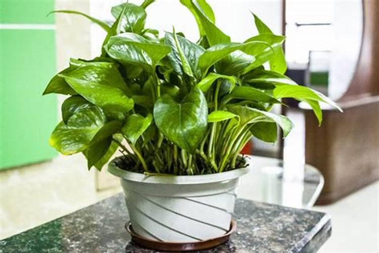 叶面肥正确使用法