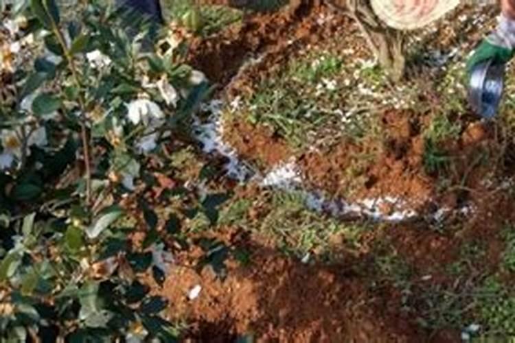 冲施大量元素水溶肥蚯蚓会死吗？