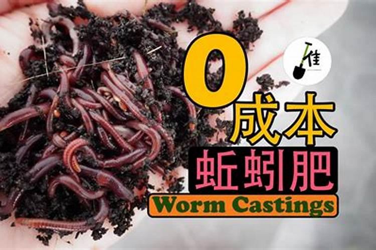 蚯蚓怎么养比较好？