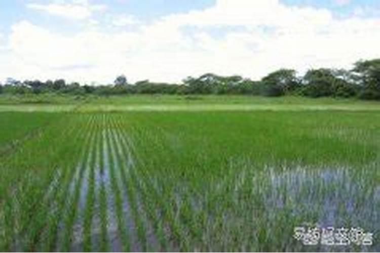 巴西鸢尾怎施肥