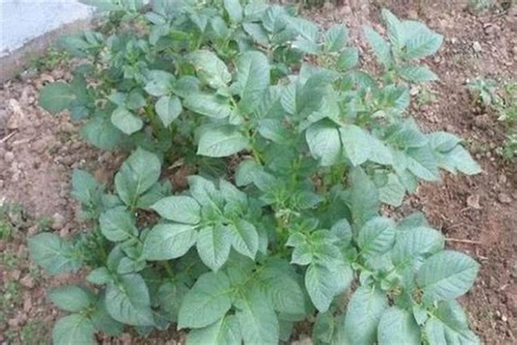 南方土豆施肥时间和方法 南方土豆如何施肥