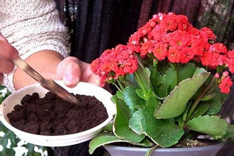 韭菜多少月龄可以移栽