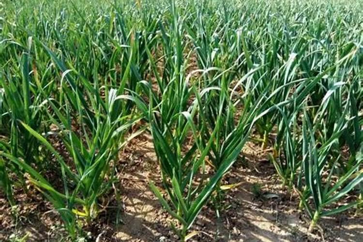 东北三省种植面积各多少