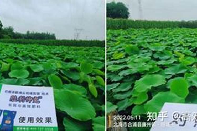 广东福利龙复合肥怎么样