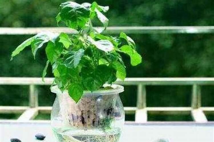 幸福树最好的肥料是什么？