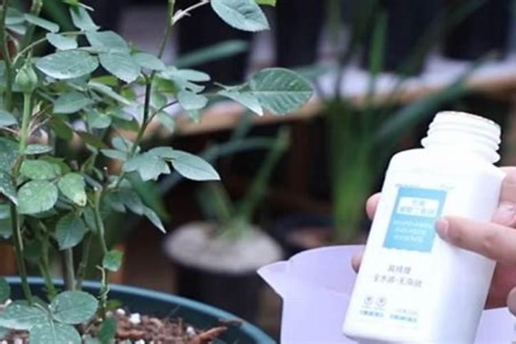 哪些植物可以水培 水培的方法是什么