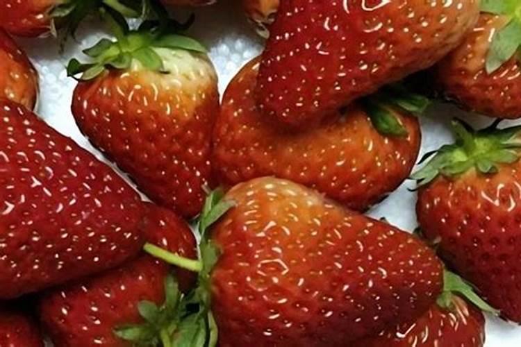 草莓各个时期的施肥方案 草莓施肥时间和方法