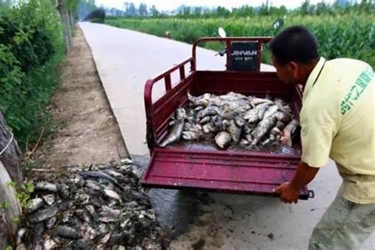 叶面肥什么时候打合适