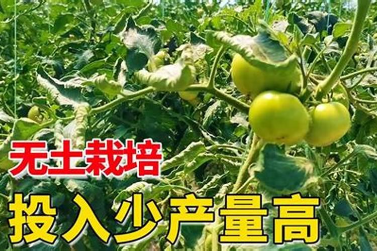 柑橘如何施肥？
