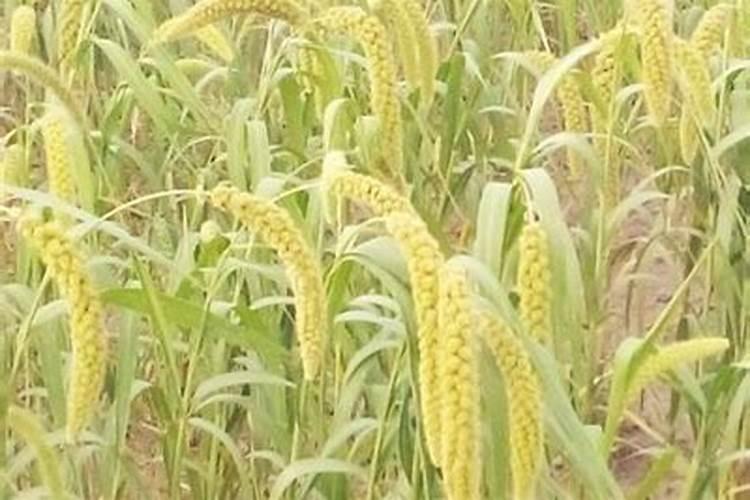 谷子成熟期施什么肥