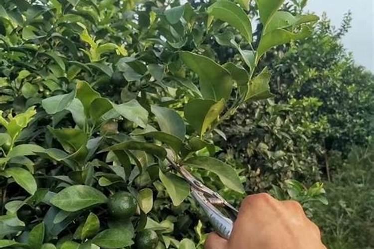 柑橘专用叶面肥 果树叶面肥哪家好 柑橘用什么叶面肥效果好