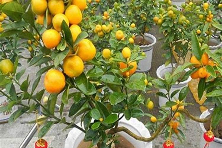 柑橘花少果少,用什么水溶肥进行管理？