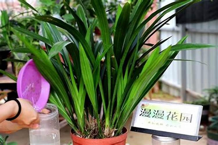 月季肥害怎么补救