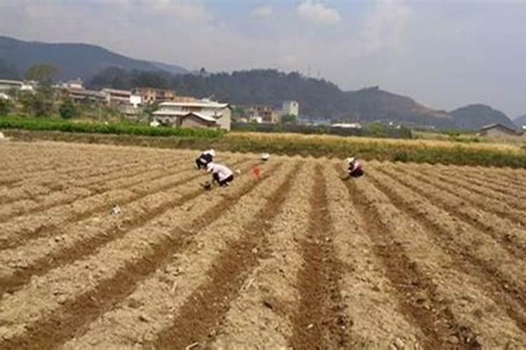 果树在果实膨大期施入钾肥过量有危害吗？