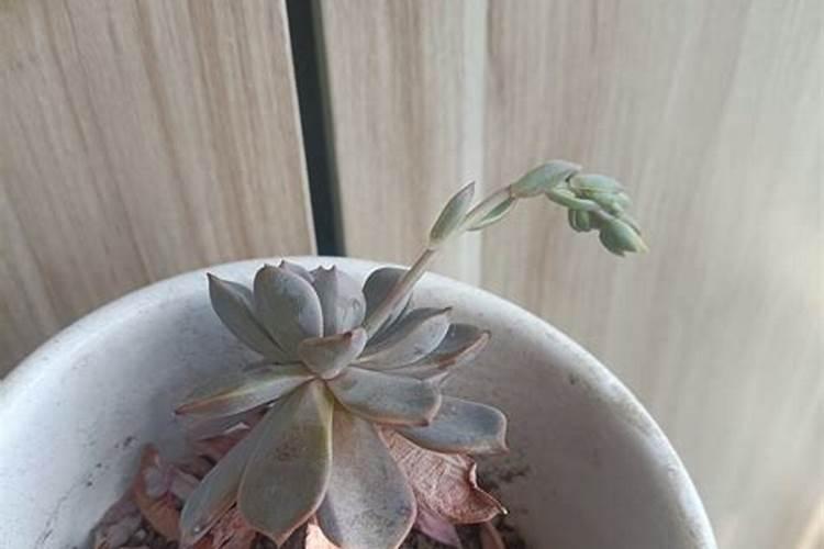 尿素能当水溶肥吗