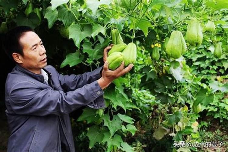 硼砂可以直接撒到土里做肥吗