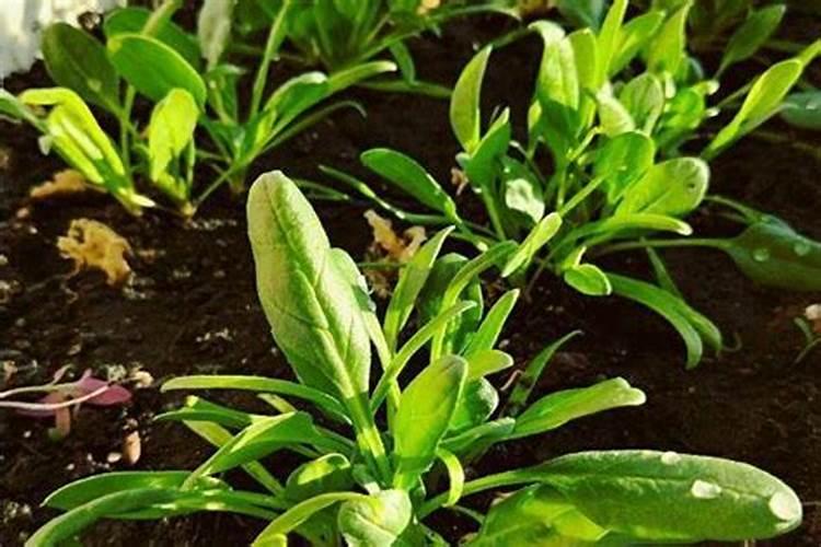 货车网子使用方法