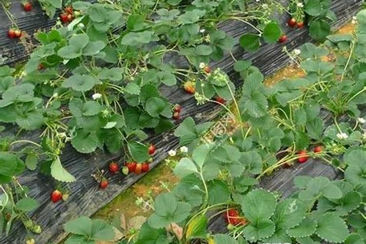 草莓花芽分化用什么药？