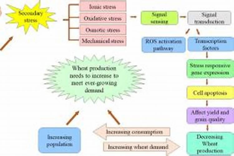 硅肥应该在什么时候使用 硅肥什么时候施最佳