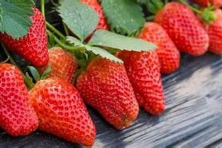 草莓苗移栽多久后可以施肥？