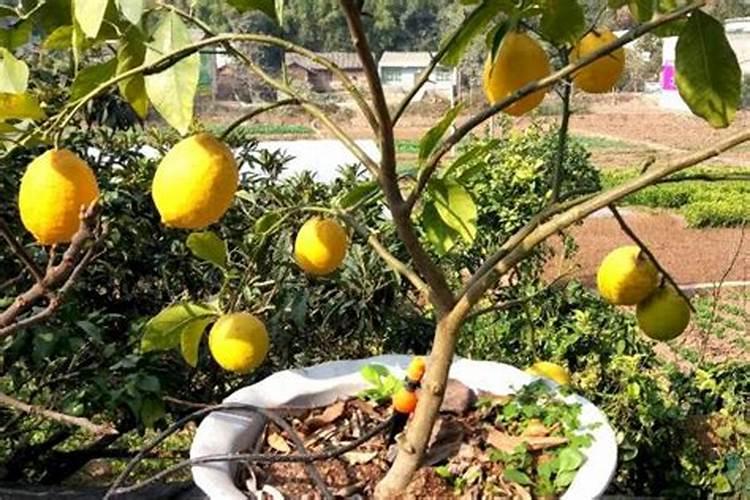 柠檬树开花结果后如何管理？