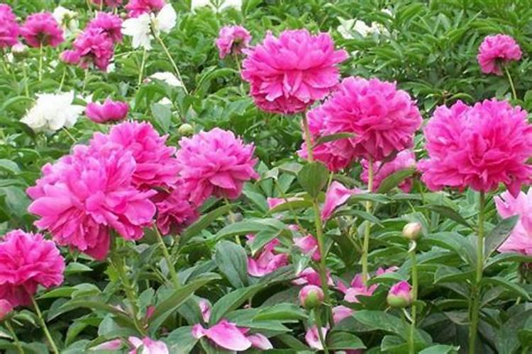 益农化肥怎么样