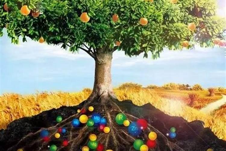 果树不用氮磷钾大量元素化学肥料,可不可以产出好吃的果实？