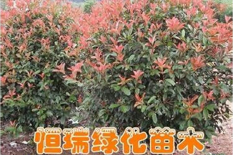 氮肥施用方法及注意事项