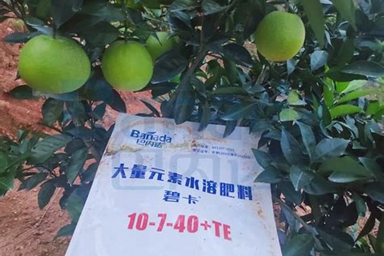 磷肥的最佳使用时间 磷肥有生根作用吗