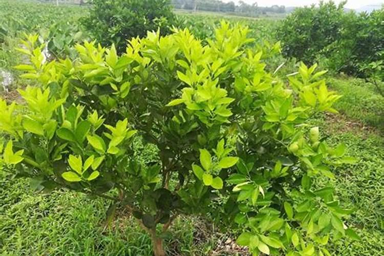 白芷种植技术及亩收益