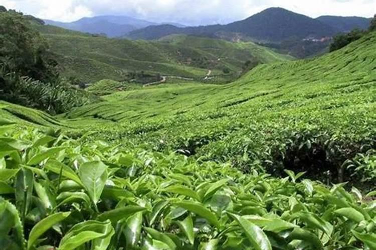 茶叶施什么肥料最好,茶树用什么肥料长得快？