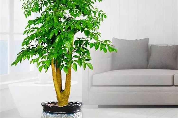 白芷亩产多少利润多少 白芷种植技术及亩收益