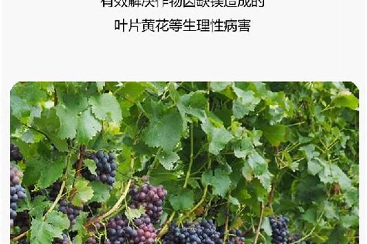 花生需要打叶面肥吗