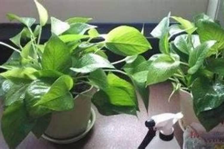 花生盛花期叶面肥用什么好？花生在什么时候喷施叶面肥？