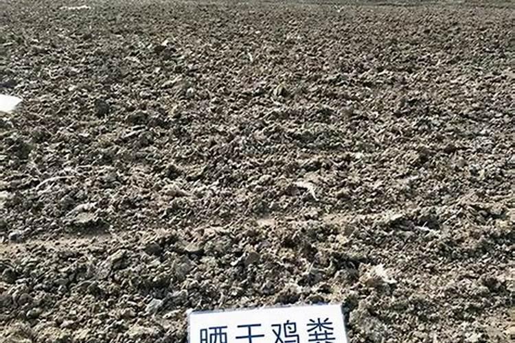 樱花树施什么肥料长得快